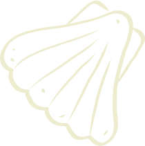 Dessins de coquilles stylisées, fond transparent.