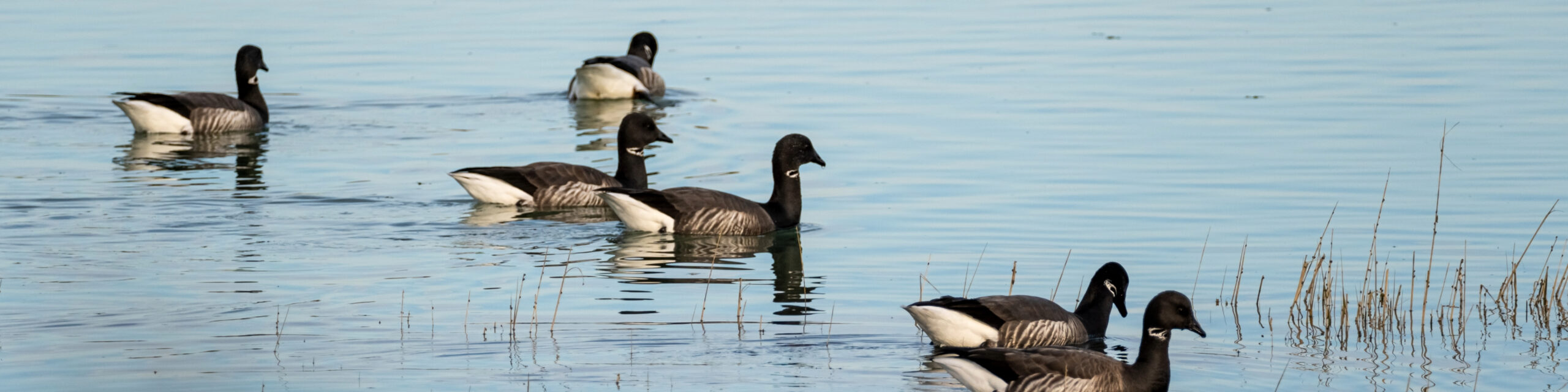 Brant Goose dans un lac à Lilleau des Niges